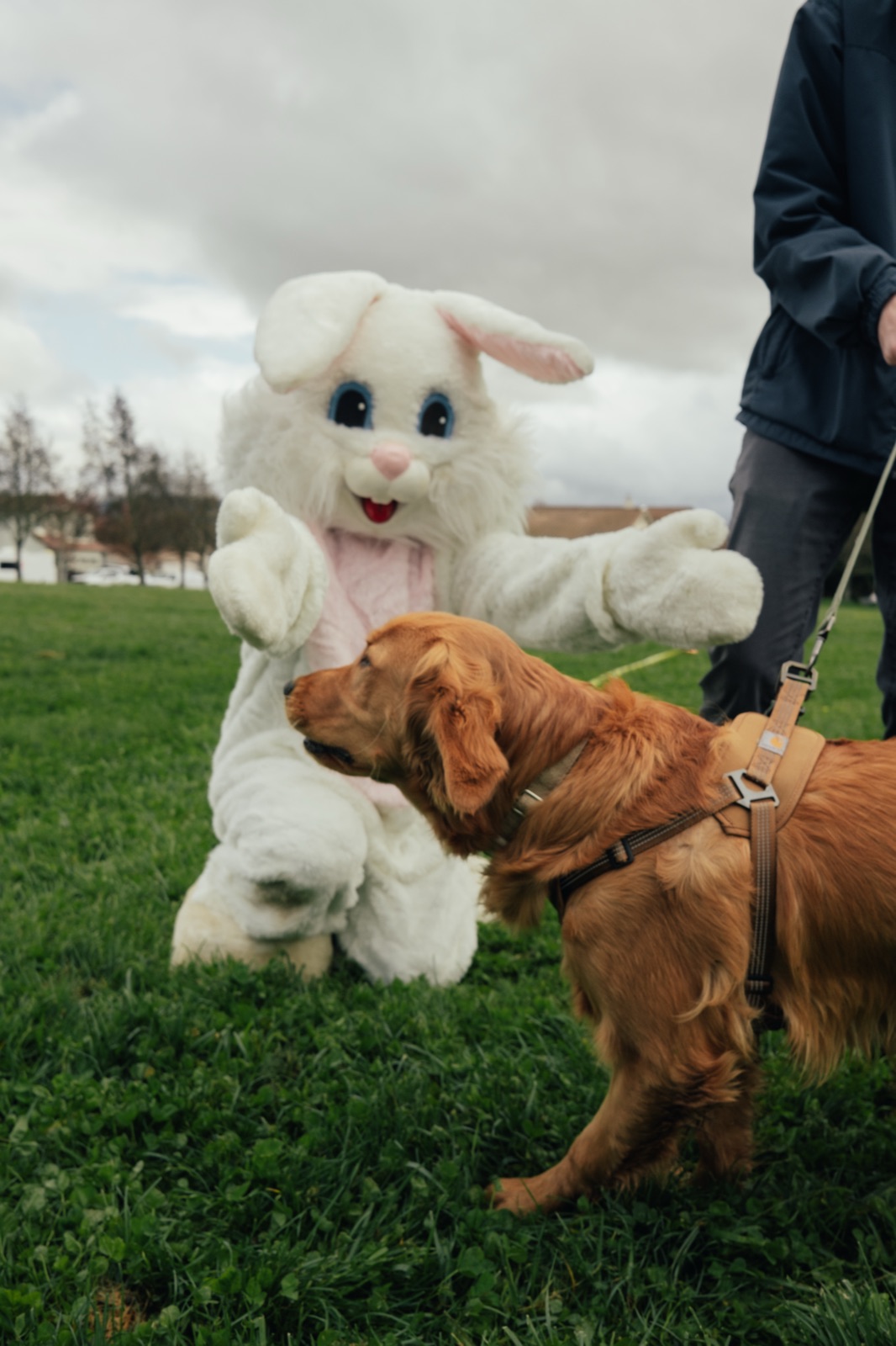 Easter bunny costume character greeting a brown dog on a grass field during event.